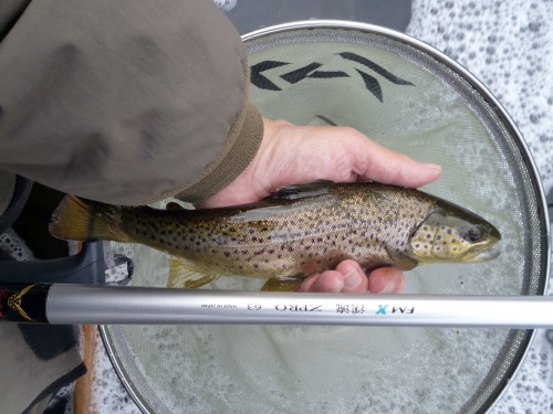 Angler holding brown trout and Keiryu ZPRO over net
