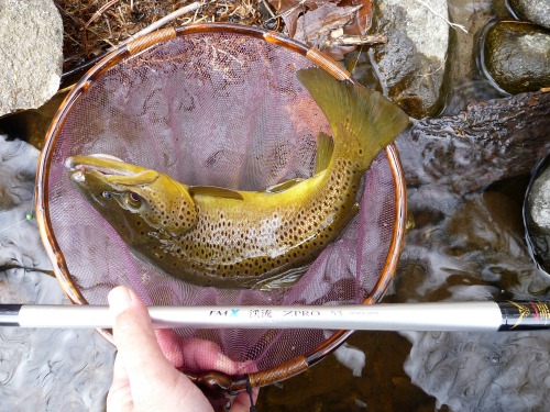 Angler holding Suntech FMX Keiryu ZPRO rods and net with nice brown trout
