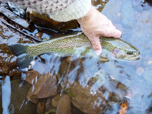 Angler holding rainbow trout on water's surface.