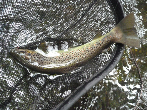 Brown trout in the net, mix of black and red spots