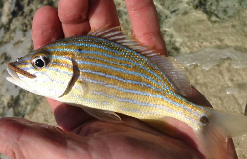 Angler holding a French Grunt