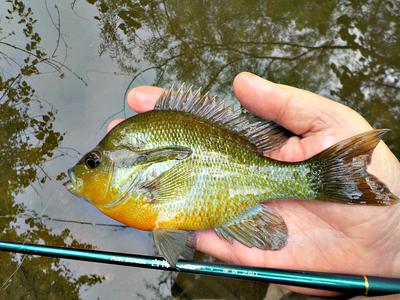 Beautiful sunfish caught on a Utah Killer Bug