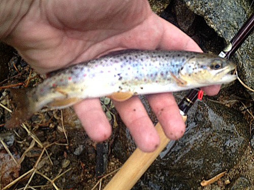 Angler holding small brown trout. Tenkara rod in background.