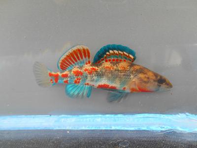 Brook Darter male