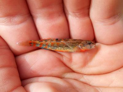 Another Brook Darter male