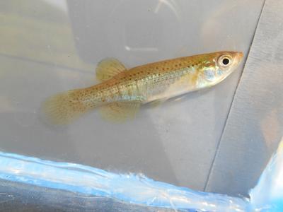 Starhead Topminnow