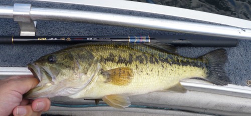 Largemouth Bass caught bouncing a Bunny Sculpin along the bottom