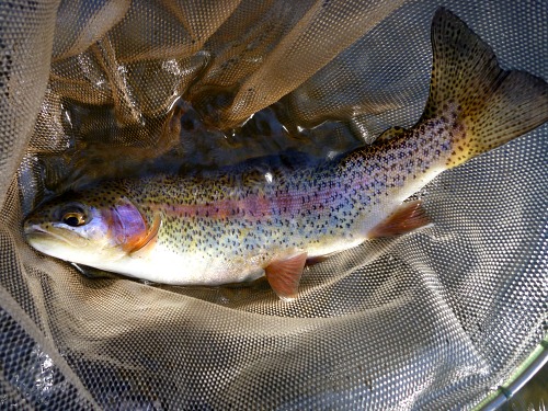 Rainbow Trout