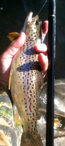 Angler holding brown trout alongside Suntech Genryuko