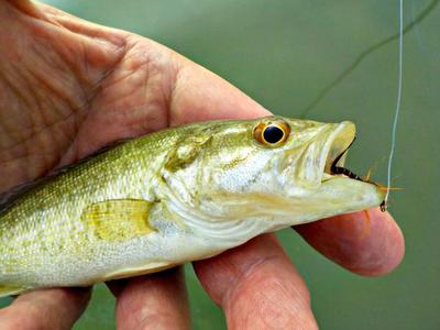 Even Small Fish are Fun on Tenkara.