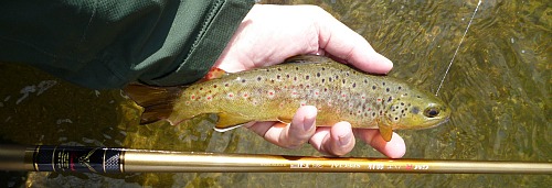 Angler holding brown trout and a Suntech seiryu rod