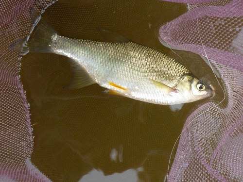 Golden Shiner in the net