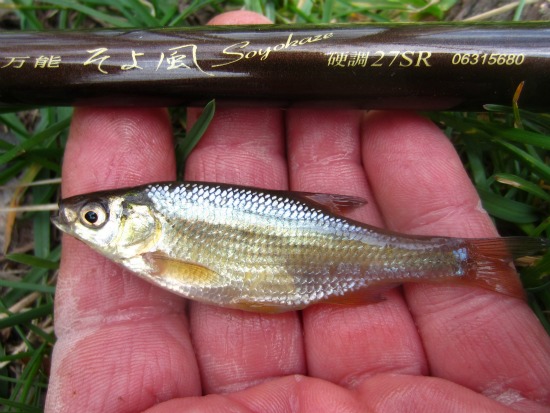 Hot Rod T Shirts >> golden shiner alan d Hot Rod T Shirts >> golden shiner alan d