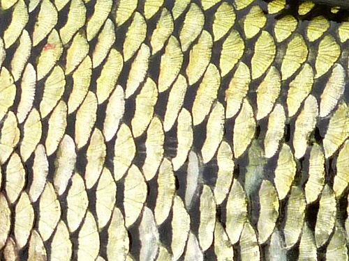 Golden shiner scales