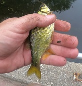 Largest Golden Shiner