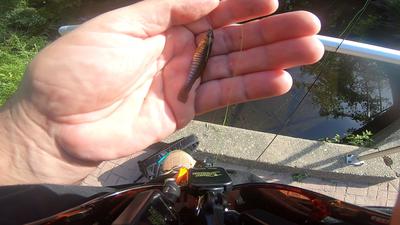 Smallest Killifish to date