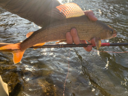 Angler holding backlit grayling