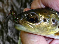 Angler holding small brown trout with green fly in its mouth