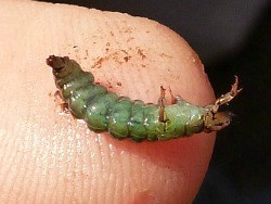 Green rock worm (caddis larva)