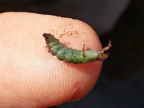 Green rock worm (caddis larva) on a finger tip