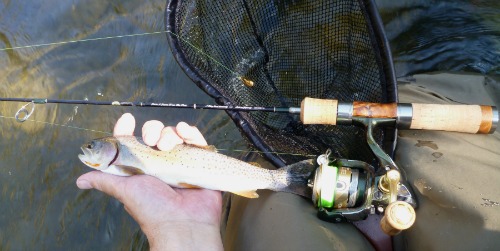 Angler holding fish and net. Rod balanced on net hoop.