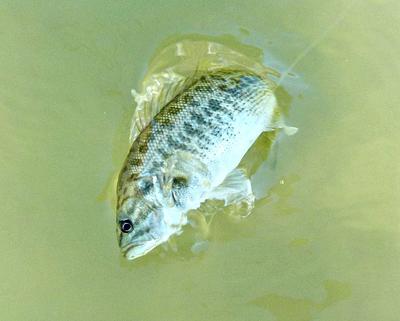 My Favorite Fish for Tenkara Angling: A Guadalupe bass in the Blanco River Just North of San Antonio