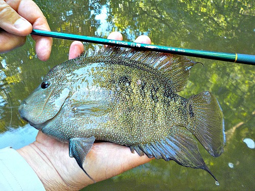 Hand-sized cichlid caught with Air Stage Hakubai.