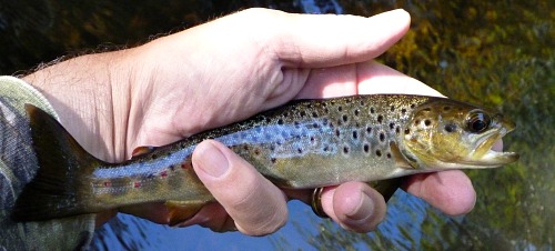 Small brown trout