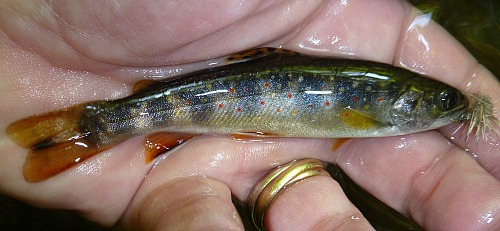 Angler holding small brook trout