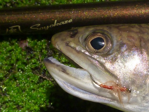 Brook trout with Hen and Hound fly in its mouth