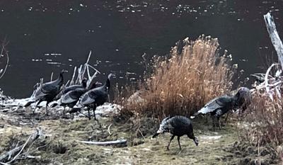 Wild Turkeys on the South Fork