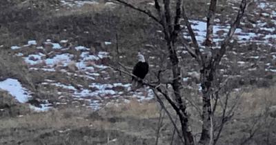 Eagle watching us fish!