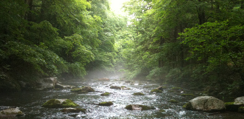 Stream in deep shade and mist.