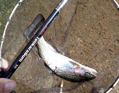 First Hickory Creek Rainbow