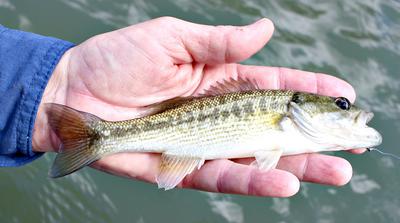 Pretty little Guadalupe bass