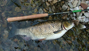 Large European chub caught with horsehair line.