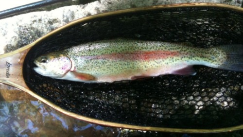 Rainbow trout in net