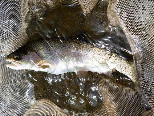 Rainbow trout in net