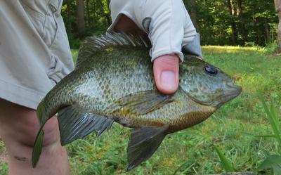 Nice Sunfish