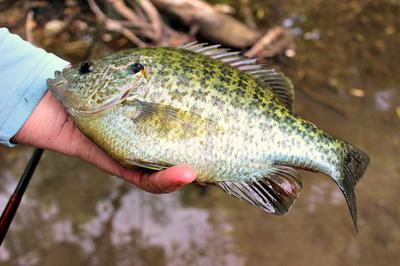 Redear Sunfish (Shellcrackers) strike like you owe them money.