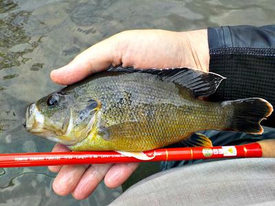 Smallest bluegill I've ever caught. Owner New Half Moon hook & tanago rig  on my Nissin Air Stage 240. : r/Tenkara