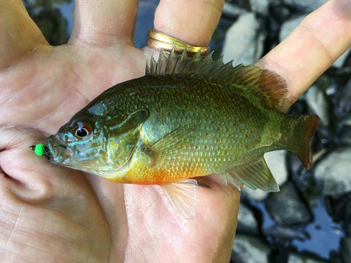 Angler holding redbreast sunfish caught with a fly that has a green bead head.
