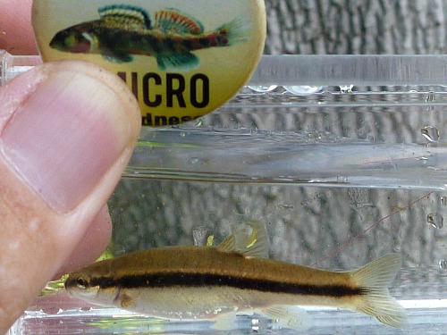 Small fish in a Micro Photo Box.