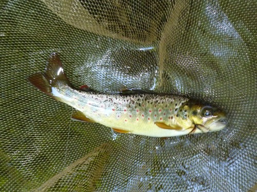 Small brown trout in the net.