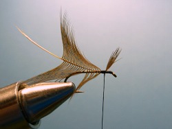Hackle feather tied in
