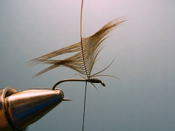 Ready to wrap hackle