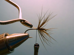 Hackle wrapped and tied off.