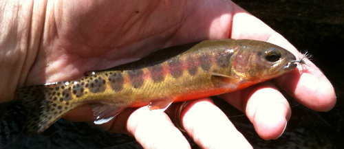 Golden Trout with gray/grizzly Ishigaki Kebari