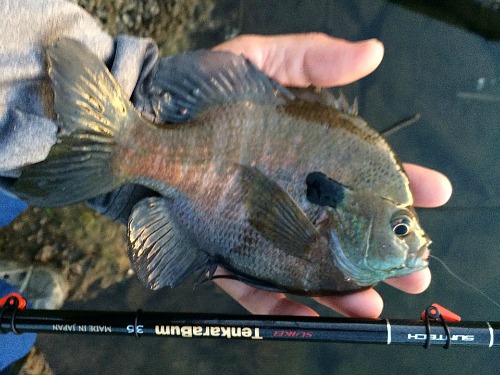 Angler holding large bluegill and TenkaraBum 36