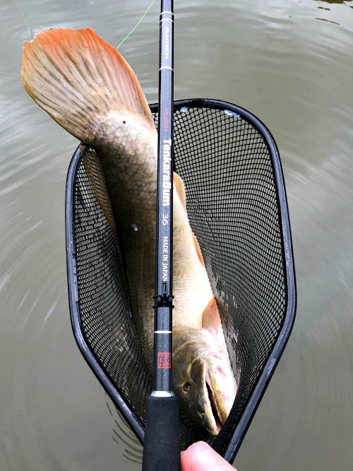 Bowfin in the net, with TenkaraBum 36